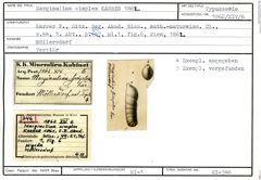 Karteikarte zum Syntyp von Marginulina simplex Karrer, 1862